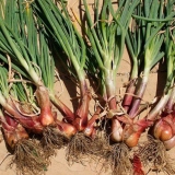 Pravilna sadnja i njega porodičnog luka na otvorenom polju